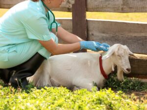The Ultimate Guide to Goat Vaccination Schedule
